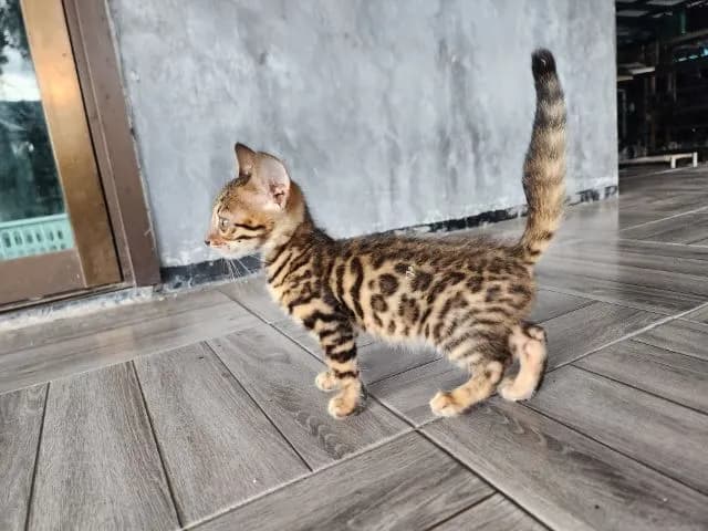 ลูกแมวเบงกอล