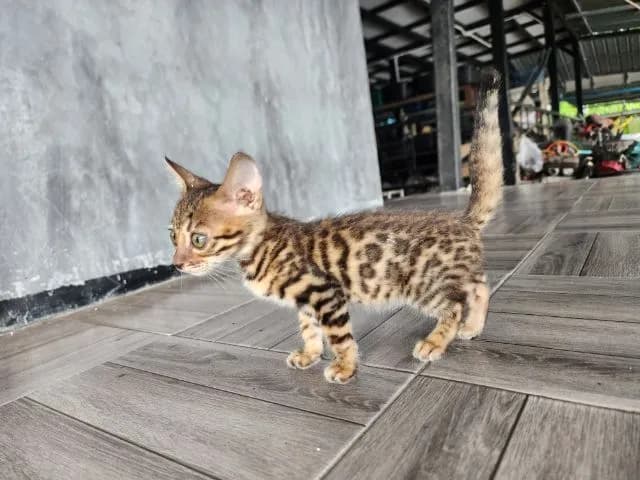 ลูกแมวเบงกอล