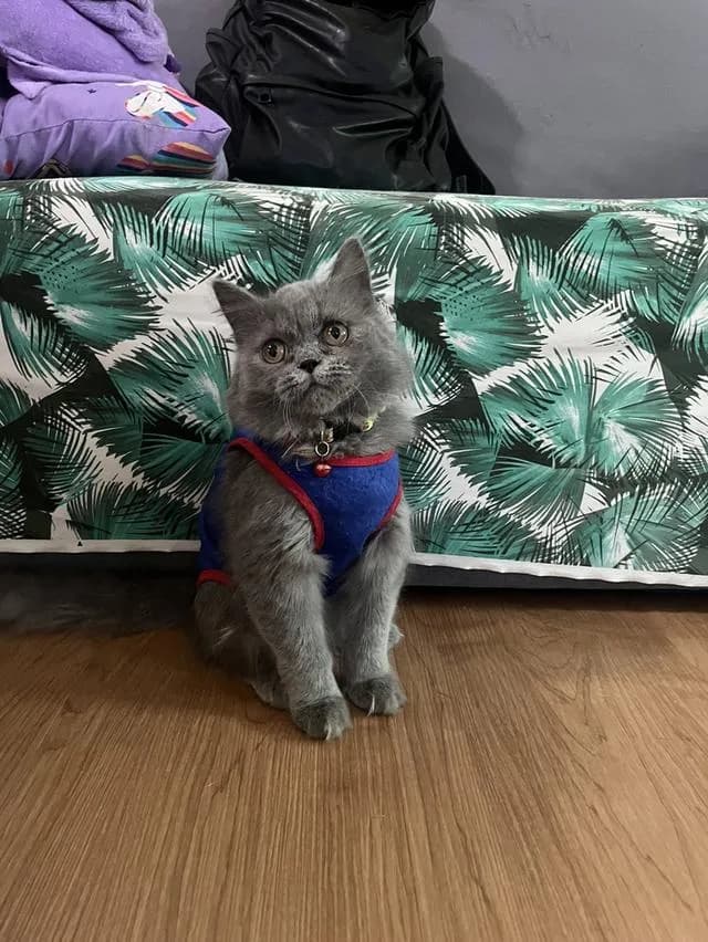 ด.ช.Scottish fold longhair สีบลูอายุ5เดือน