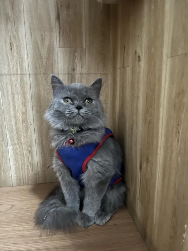 ด.ช.Scottish fold longhair สีบลูอายุ5เดือน