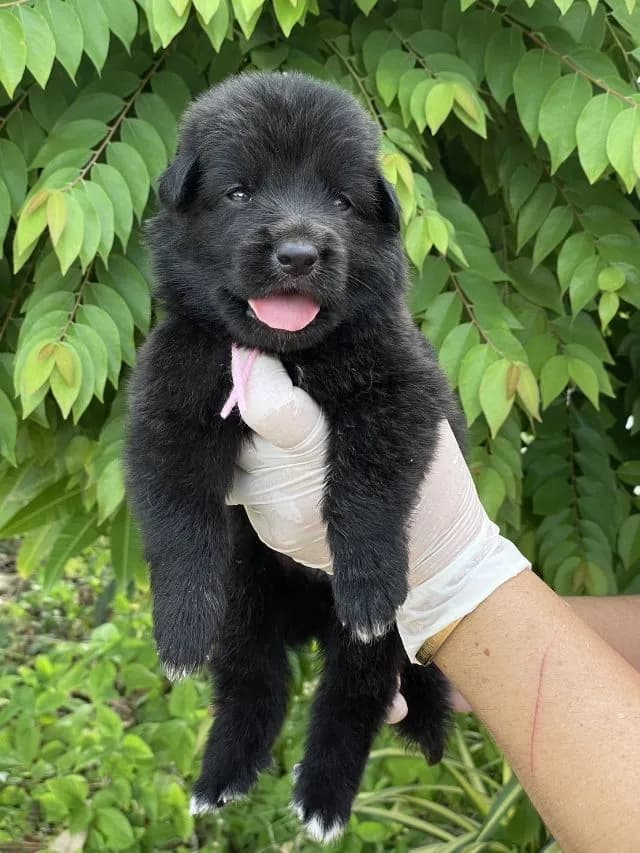 เปิดจองลูกสุนัขเยอรมันเชพเพิร์ดสีดำ