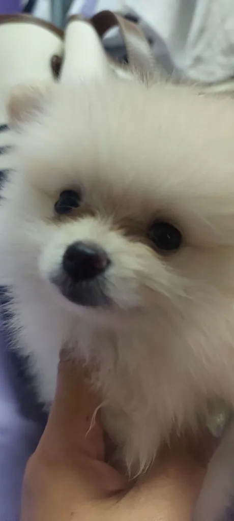 น้องหมาหาเจ้าของ