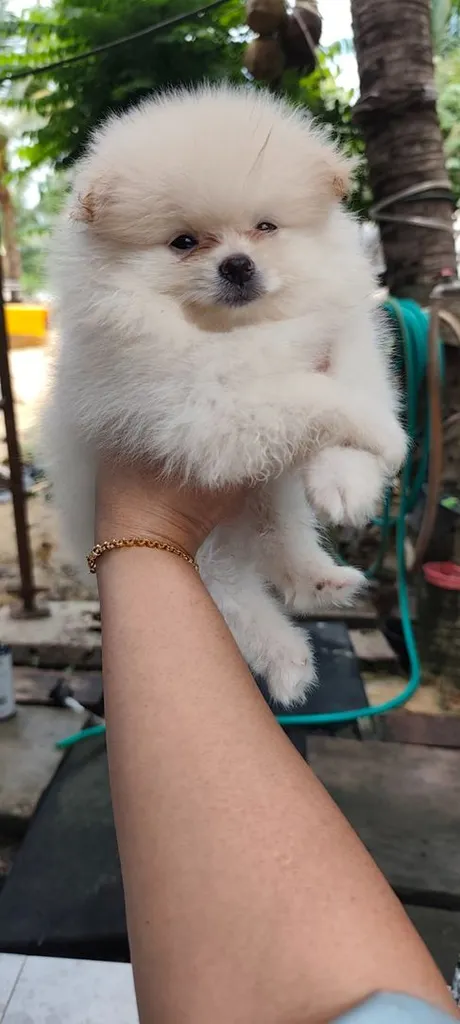 น้องหมาหาเจ้าของ