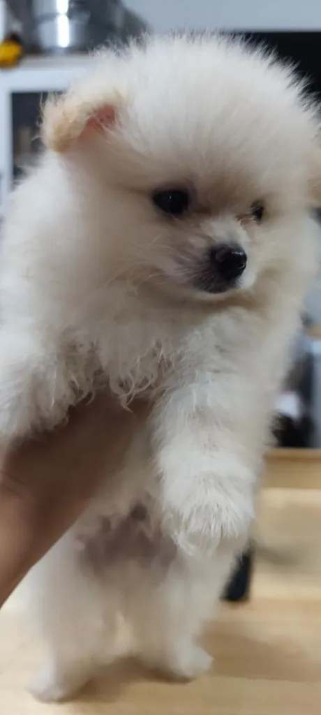 น้องหมาหาเจ้าของ