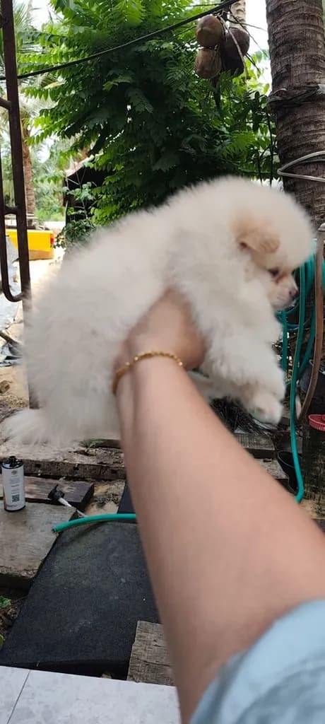 น้องหมาหาเจ้าของ
