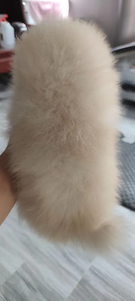 น้องหมาหาเจ้าของ