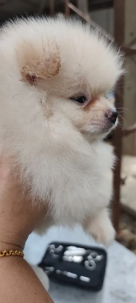 น้องหมาหาเจ้าของ