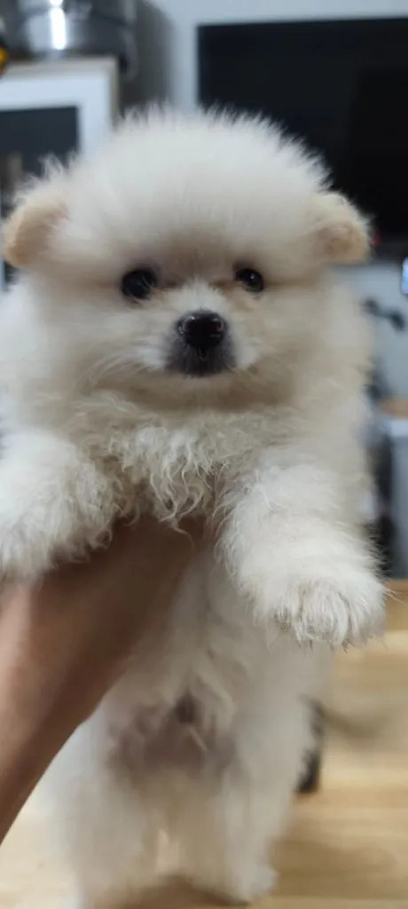 น้องหมาหาเจ้าของ