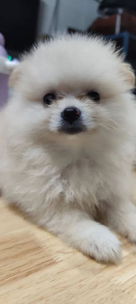 น้องหมาหาเจ้าของ