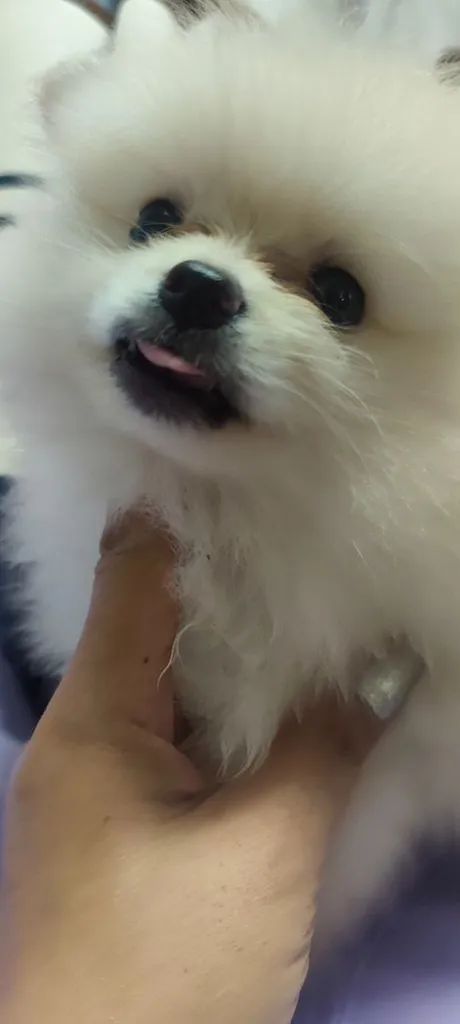 น้องหมาหาเจ้าของ