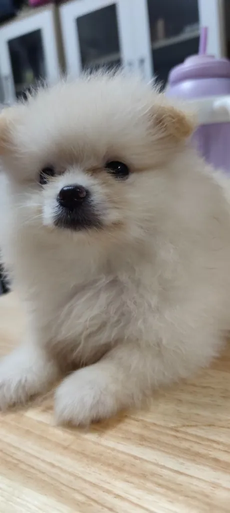 น้องหมาหาเจ้าของ