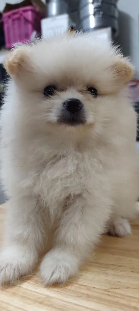 น้องหมาหาเจ้าของ