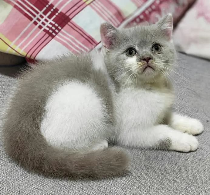 ลูกแมวบริติชช็อตแฮร์