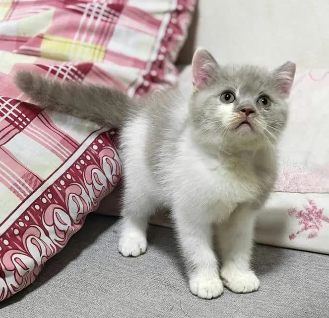 ลูกแมวบริติชช็อตแฮร์