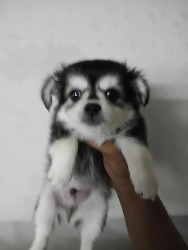 ลูกสุนัขชิวาวาขนยาวเพศชาย