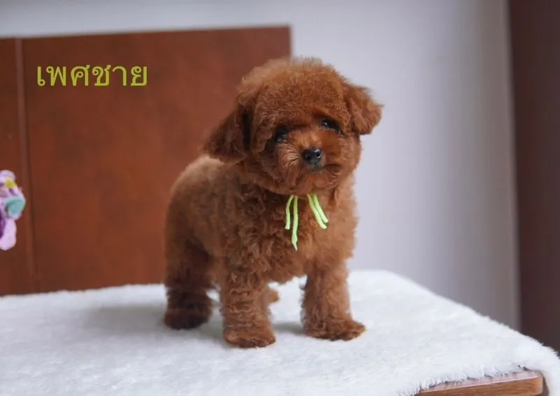 พุดเดิ้ลทอย ญ ช พร้อมย้าย
