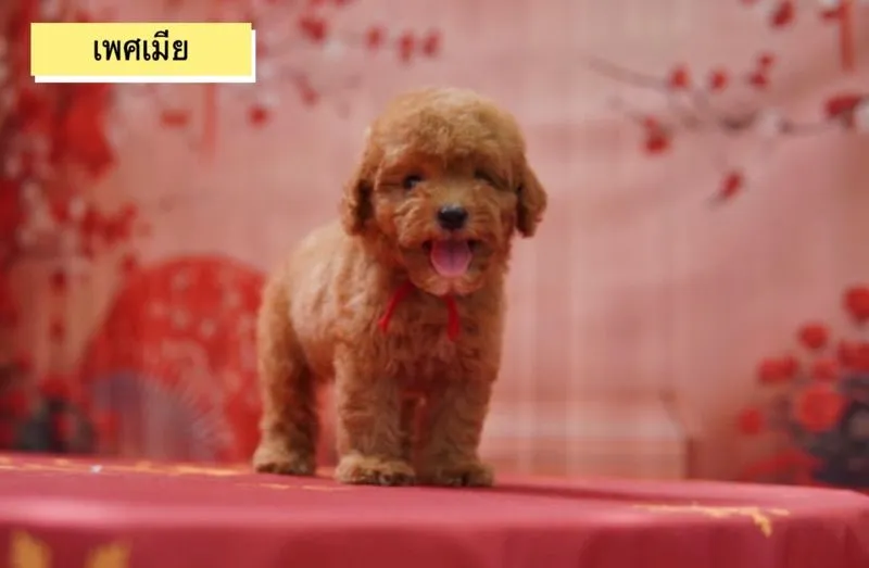 พุดเดิ้ลทอย ญ ช พร้อมย้าย