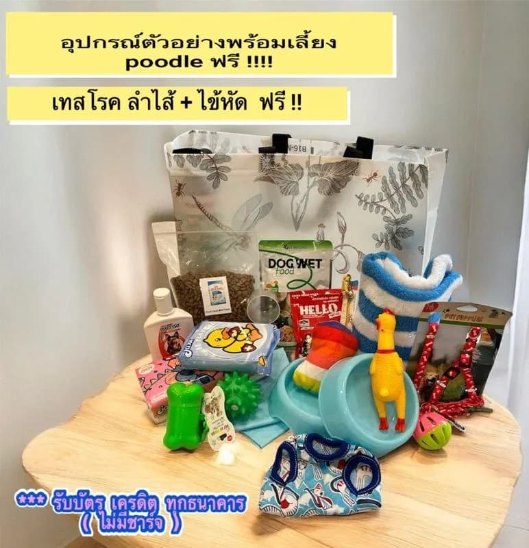 พุดเดิ้ลทอย ญ ช พร้อมย้าย