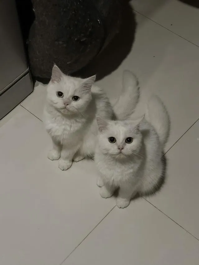 แมวแฝด 2 ตัว เปอร์เซีย - บริติช