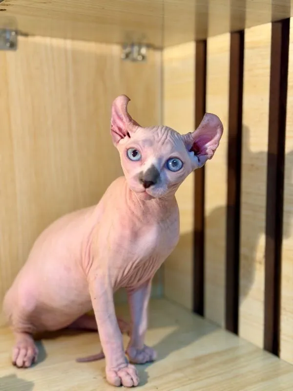 แมวสฟิงซ์ เพศเมีย