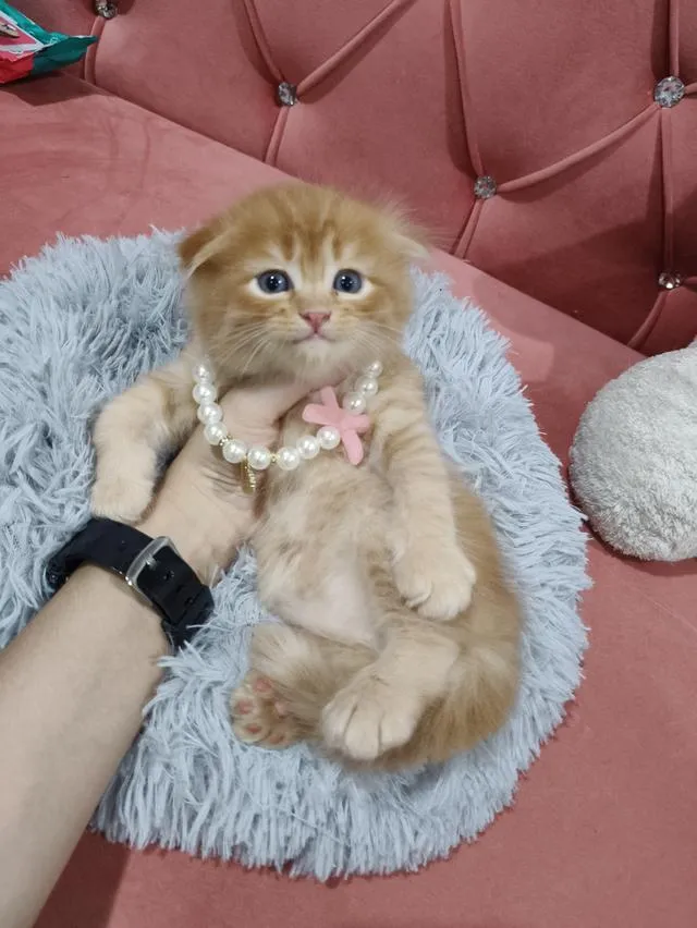 เด็กชายสก๊อตติส หูพับ น้องส้ม 😻🏡🏠🧒🧒🧒🧡🧡