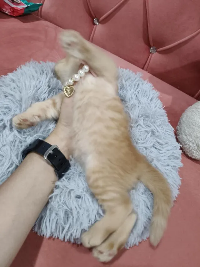 เด็กชายสก๊อตติส หูพับ น้องส้ม 😻🏡🏠🧒🧒🧒🧡🧡