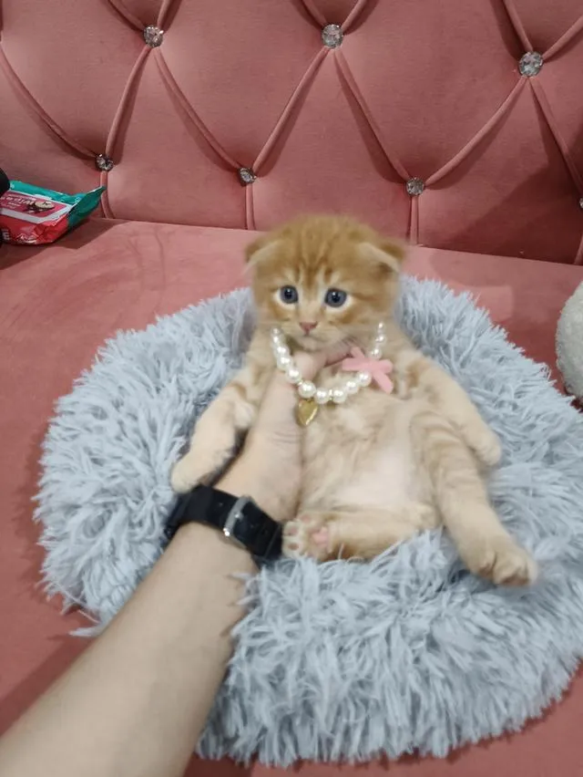 เด็กชายสก๊อตติส หูพับ น้องส้ม 😻🏡🏠🧒🧒🧒🧡🧡