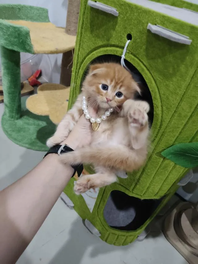 เด็กชายสก๊อตติส หูพับ น้องส้ม 😻🏡🏠🧒🧒🧒🧡🧡