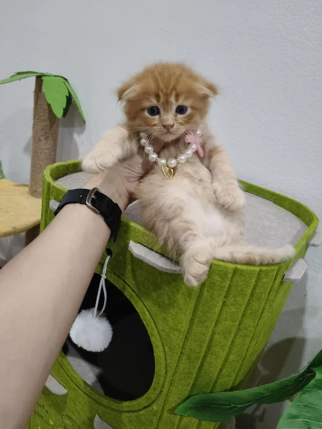 เด็กชายสก๊อตติส หูพับ น้องส้ม 😻🏡🏠🧒🧒🧒🧡🧡