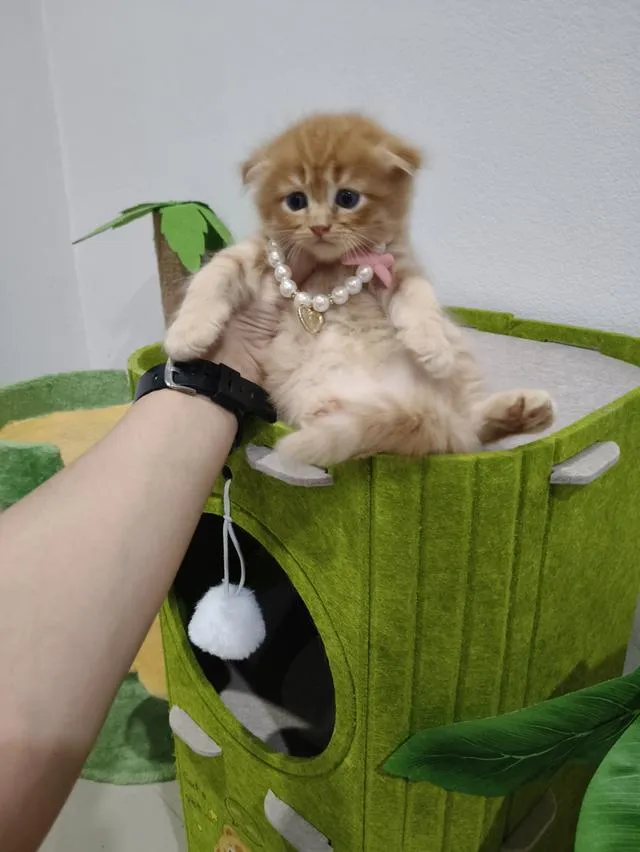 เด็กชายสก๊อตติส หูพับ น้องส้ม 😻🏡🏠🧒🧒🧒🧡🧡