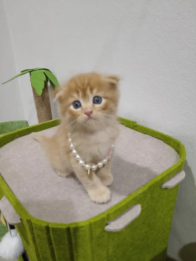 เด็กชายสก๊อตติส หูพับ น้องส้ม 😻🏡🏠🧒🧒🧒🧡🧡