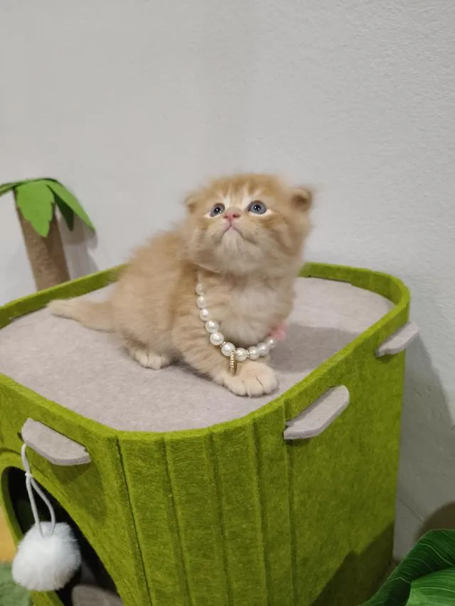เด็กชายสก๊อตติส หูพับ น้องส้ม 😻🏡🏠🧒🧒🧒🧡🧡