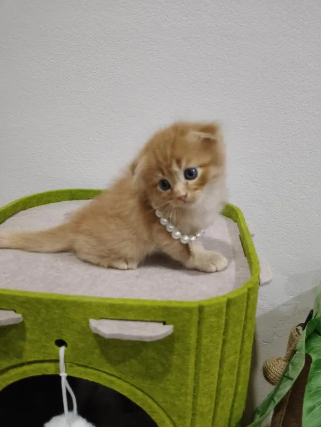 เด็กชายสก๊อตติส หูพับ น้องส้ม 😻🏡🏠🧒🧒🧒🧡🧡