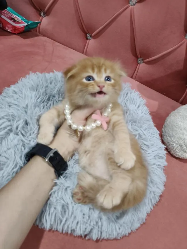 เด็กชายสก๊อตติส หูพับ น้องส้ม 😻🏡🏠🧒🧒🧒🧡🧡