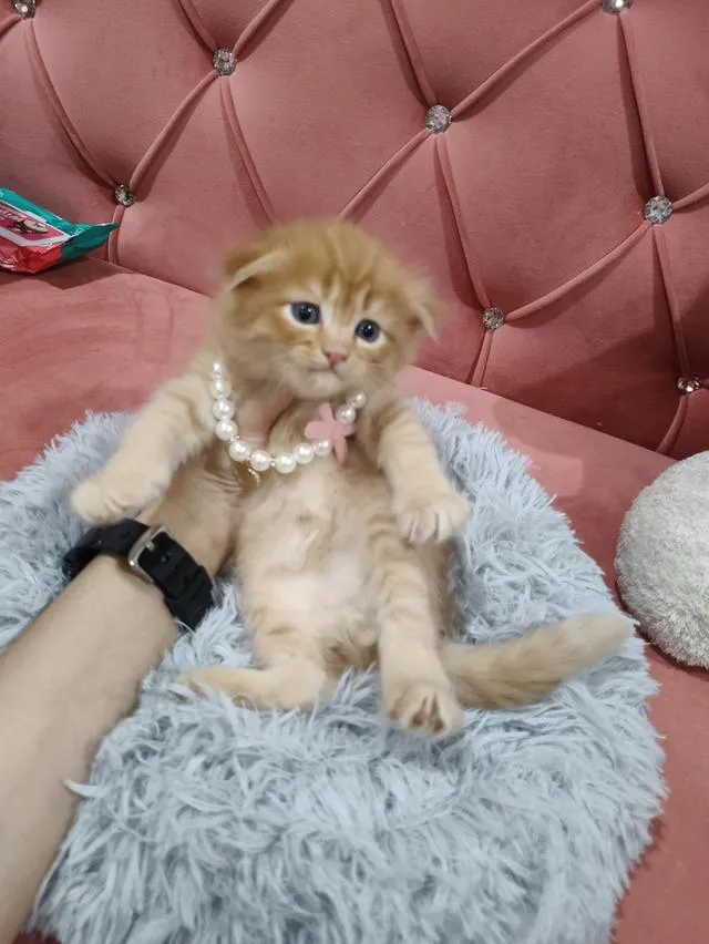 เด็กชายสก๊อตติส หูพับ น้องส้ม 😻🏡🏠🧒🧒🧒🧡🧡