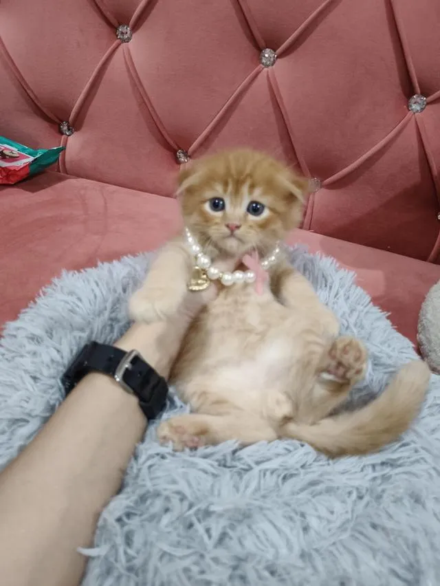 เด็กชายสก๊อตติส หูพับ น้องส้ม 😻🏡🏠🧒🧒🧒🧡🧡