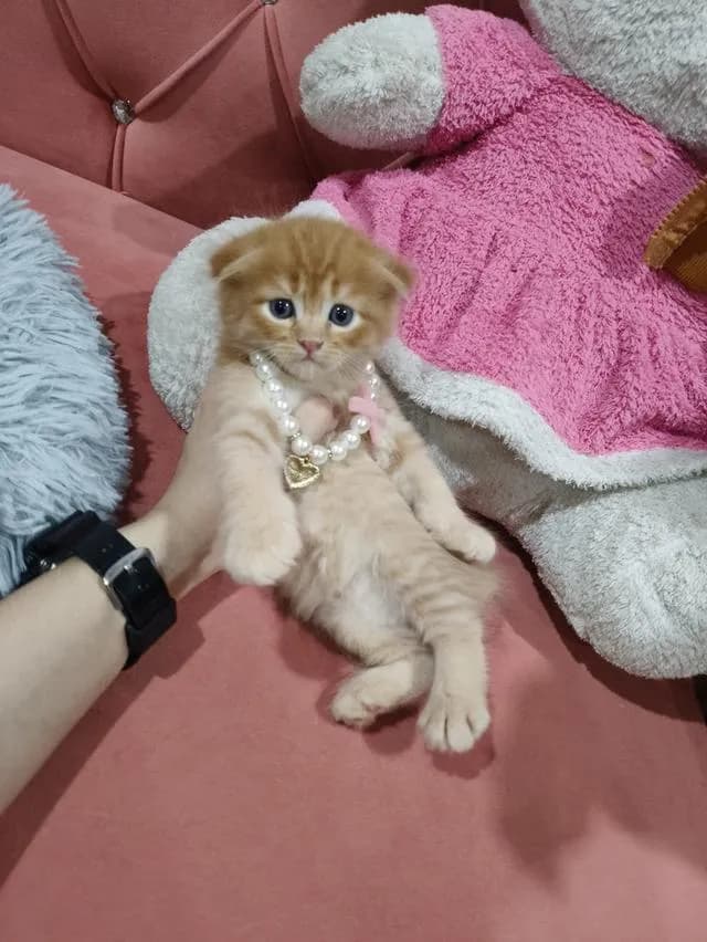 เด็กชายสก๊อตติส หูพับ น้องส้ม 😻🏡🏠🧒🧒🧒🧡🧡