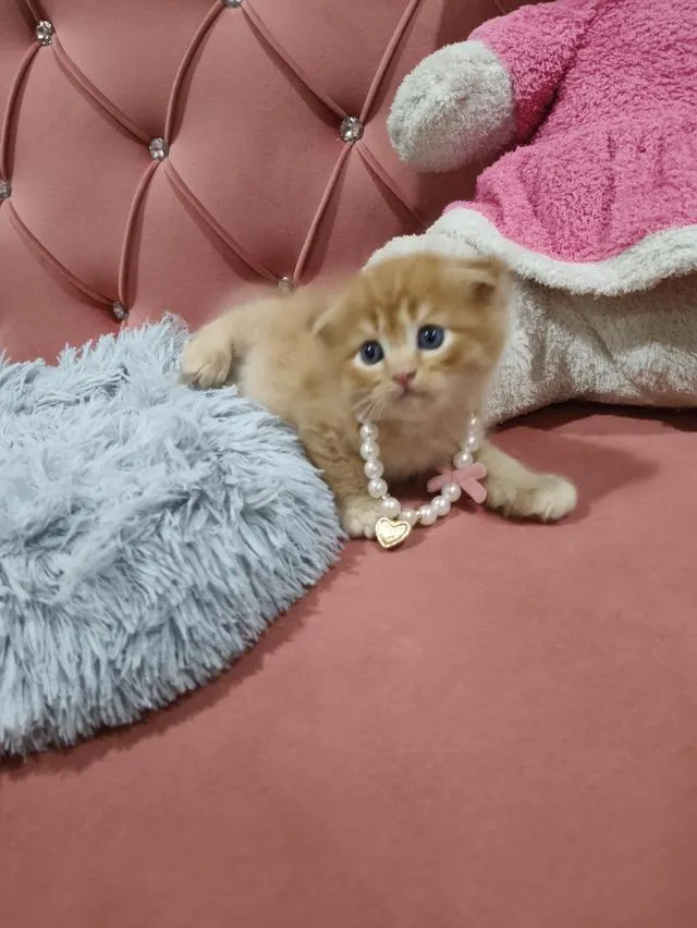 เด็กชายสก๊อตติส หูพับ น้องส้ม 😻🏡🏠🧒🧒🧒🧡🧡