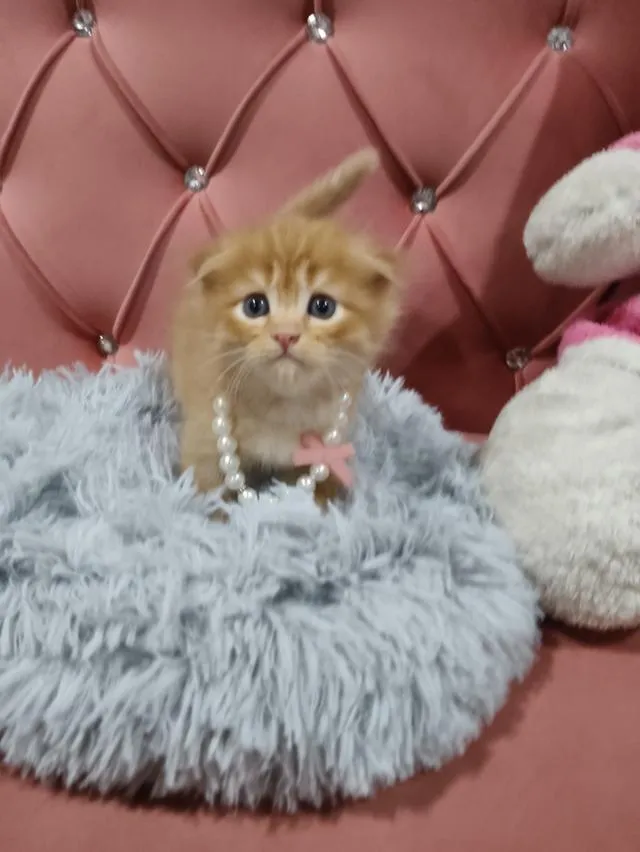 เด็กชายสก๊อตติส หูพับ น้องส้ม 😻🏡🏠🧒🧒🧒🧡🧡