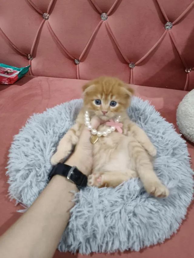 เด็กชายสก๊อตติส หูพับ น้องส้ม 😻🏡🏠🧒🧒🧒🧡🧡