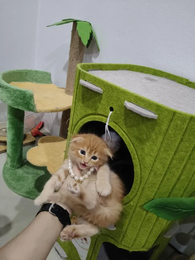 เด็กชายสก๊อตติส หูพับ น้องส้ม 😻🏡🏠🧒🧒🧒🧡🧡