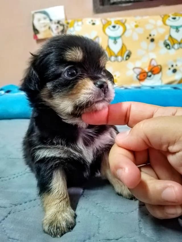 ลูกสุนัขชิวาว่าขนยาว