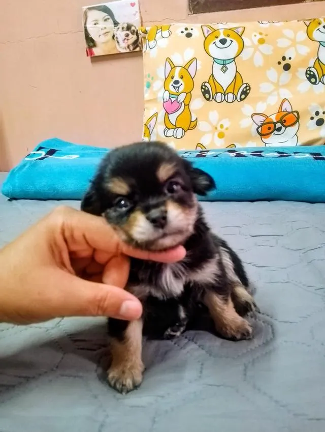 ลูกสุนัขชิวาว่าขนยาว
