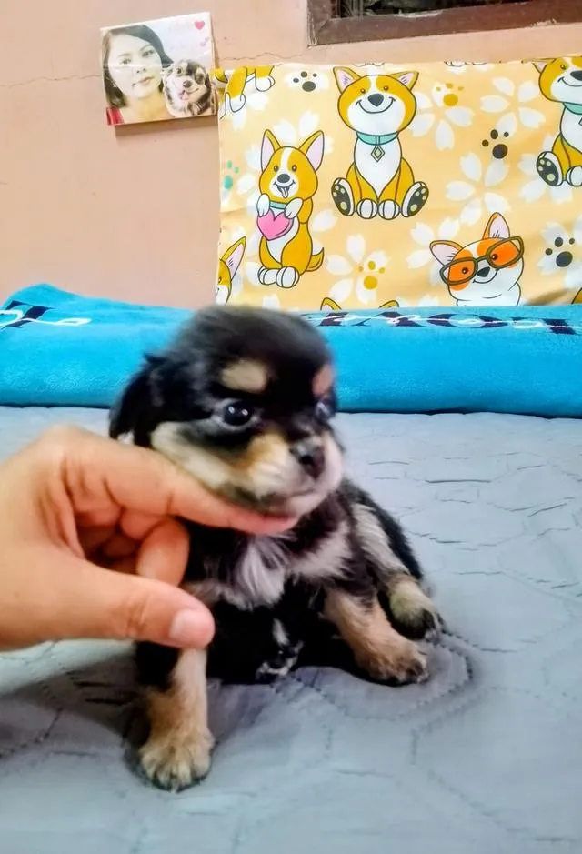 ลูกสุนัขชิวาว่าขนยาว