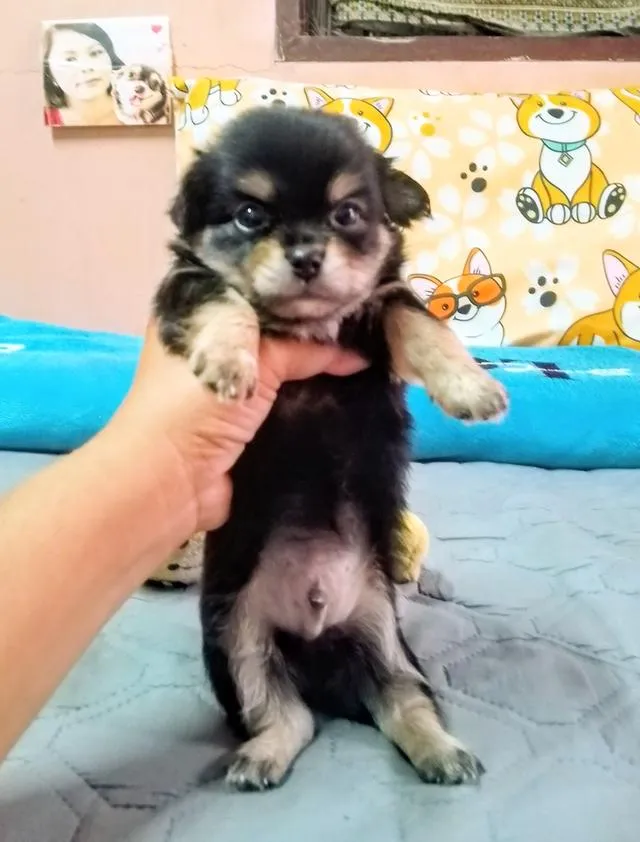 ลูกสุนัขชิวาว่าขนยาว