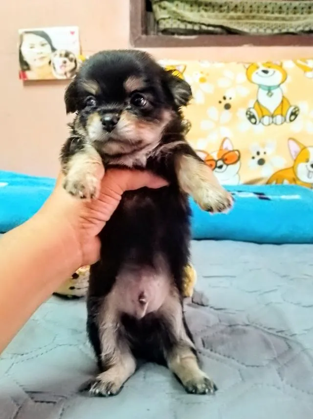 ลูกสุนัขชิวาว่าขนยาว