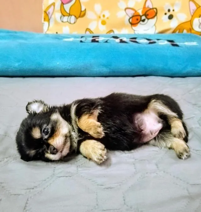 ลูกสุนัขชิวาว่าขนยาว