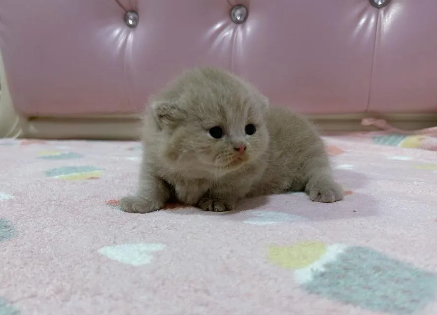 British Munchkin (มีใบ) สีหายากขาสั้นมาก เพศชาย