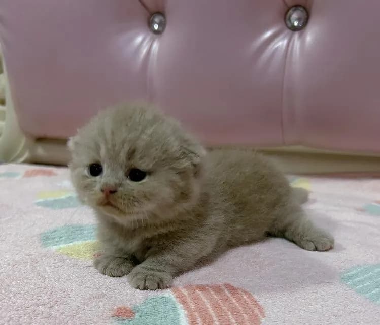 British Munchkin (มีใบ) สีหายากขาสั้นมาก เพศชาย