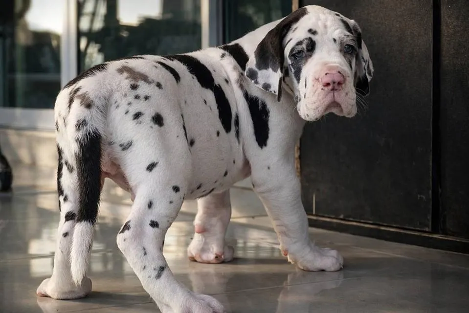สุนัข เกรทเดน Great dane
